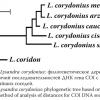 polyommatus corydonius fig 1